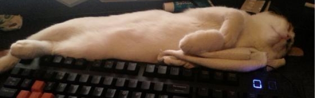 Gaming with a Kitten