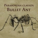 Kickstarter Success: Empires of the Undergrowth