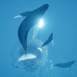 Abzu PS4 Pre-Orders Now Open
