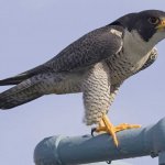 Check out Peregrin's Combat System