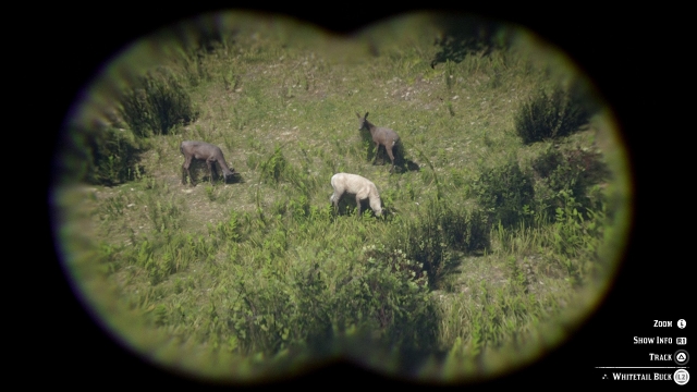 study animals red dead redemption 2