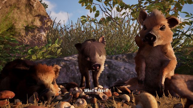 adorable adventures boars