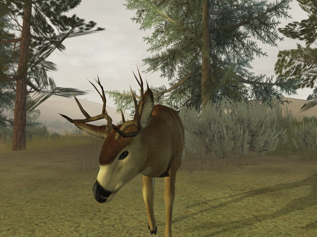 Deer Hunter 2005 Screenshots.