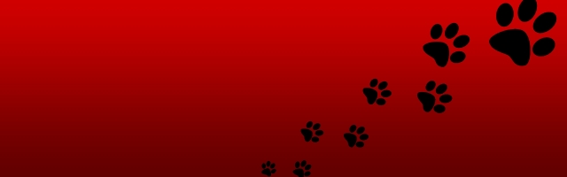 Roxy Raccoon's Pinball Panic Will Go Free-to-play