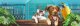 Exotica 2: Pet Shop Simulator Box Art